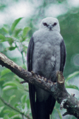 Mississippi Kite 2