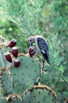 Gila Woodpecker 2