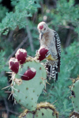 Gila Woodpecker 3