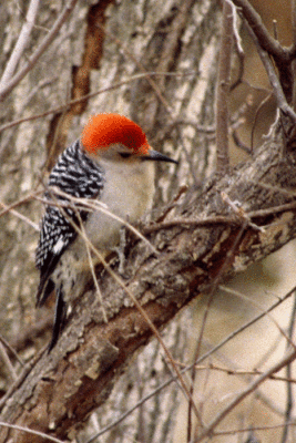 Red-bellied Woodpecker 2