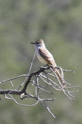 Ash-throated Flycatcher 1