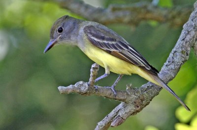 Great Crested Flycatcher 2