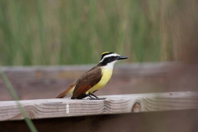 Great Kiskadee 3