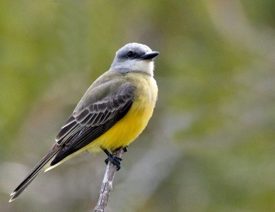 Tropical Kingbird 1