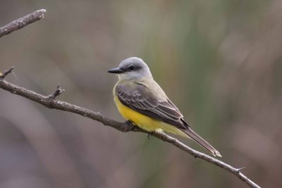 Couch's Kingbird 2