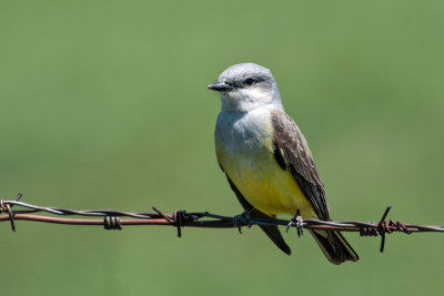 Western Kingbird 1