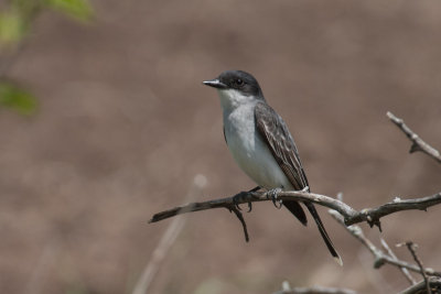 Eastern Kingbird 1