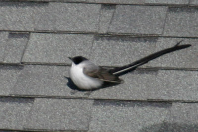 Fork-tailed Flycatcher 2