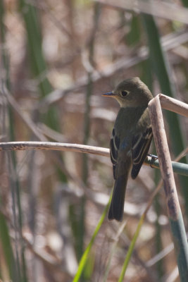 Pacific-slope Flycatcher 1