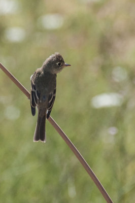 Pacific-slope Flycatcher 2