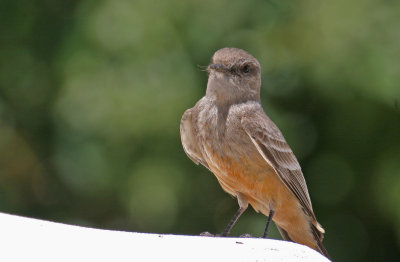 Say's Phoebe 1