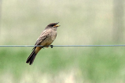 Say's Phoebe 2