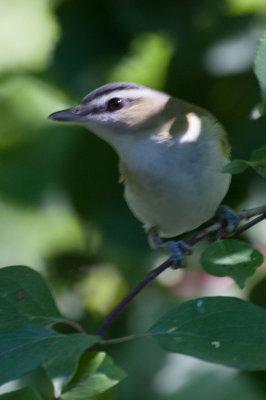 Red-eyed Vireo 1