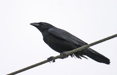 Chihuahuan Raven 1