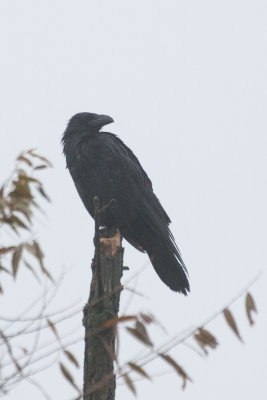 Common Raven 1