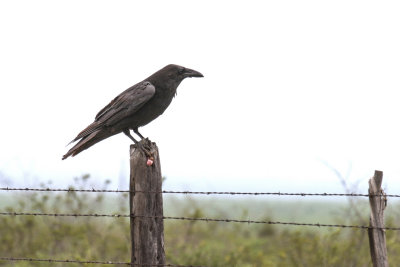 Common Raven 2
