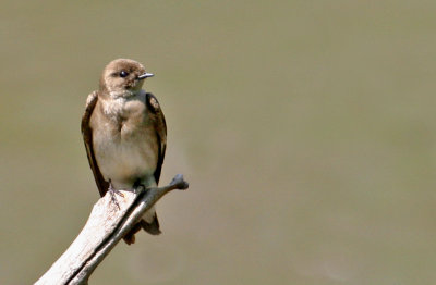 Northern Rough-winged Swallow 1