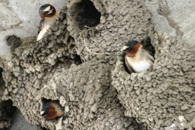 Cliff Swallow 1