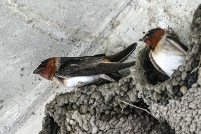 Cliff Swallow 2