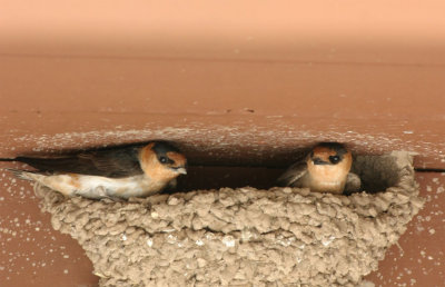 Cave Swallow 1