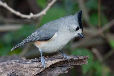Black-crested Titmouse 2