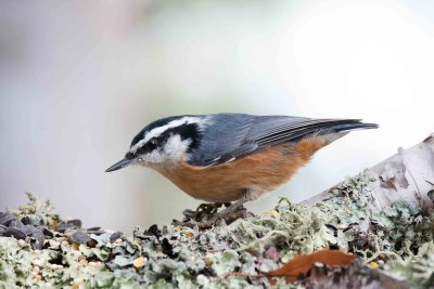 Red-breasted Nuthatch 2
