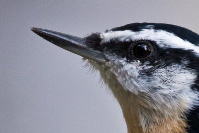Red-breasted Nuthatch 3