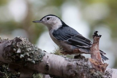 White-breasted Nuthatch 2