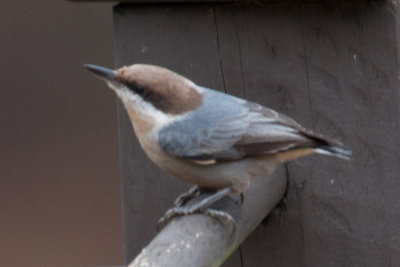 Brown-headed Nuthatch 1