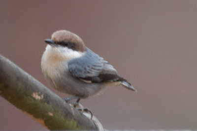 Brown-headed Nuthatch 2