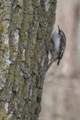 Nuthatches and Creepers