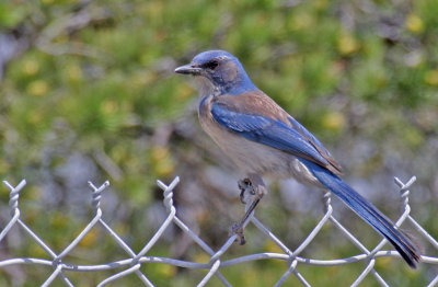 Jays and Crows