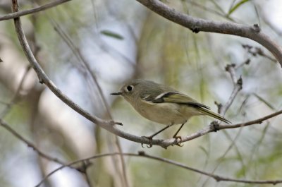 Gnatcatchers, Dippers, and Kinglets