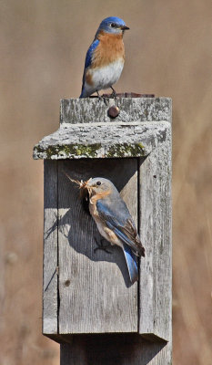 Eastern Bluebird 1