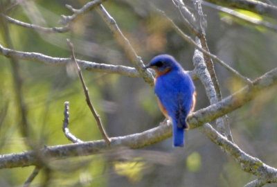 Eastern Bluebird 2