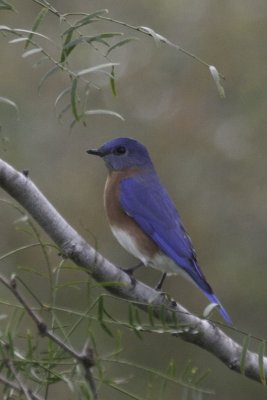 Eastern Bluebird 3