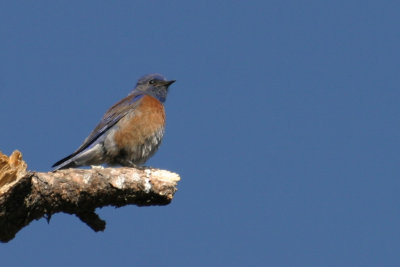 Western Bluebird 1