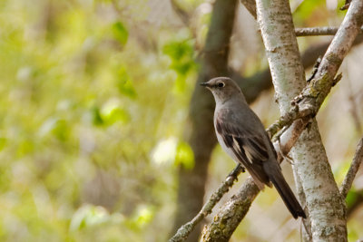 Townsend's Solitaire 1