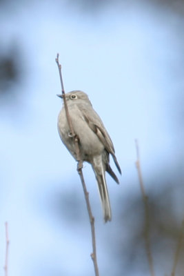 Townsend's Solitaire 2