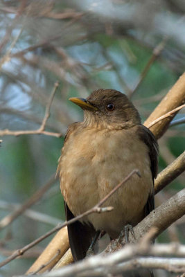 Clay-colored Thrush 1