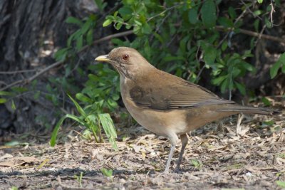 Clay-colored Thrush 3