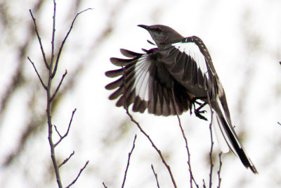 Northern Mockingbird 3
