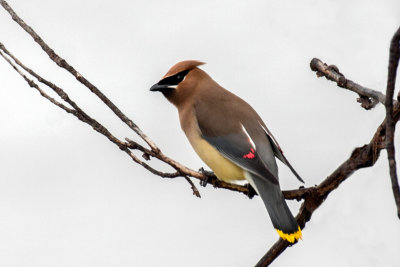 Cedar Waxwing 2