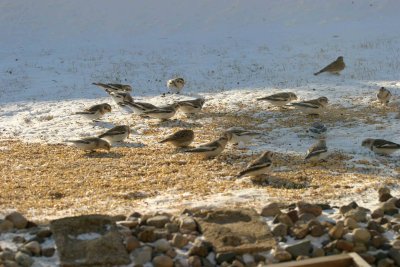 Snow Bunting 3