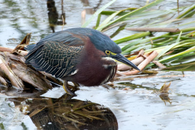 Green Heron looks for fish for lunch