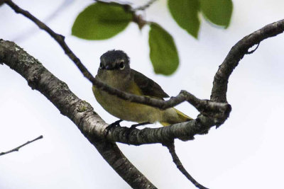 American Redstart 2