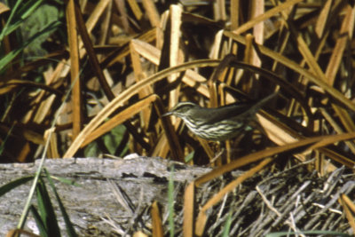Louisiana Waterthrush