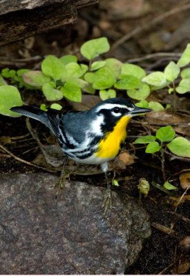 Yellow-throated Warbler 1