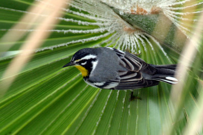 Yellow-throated Warbler 2