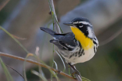 Yellow-throated Warbler 3